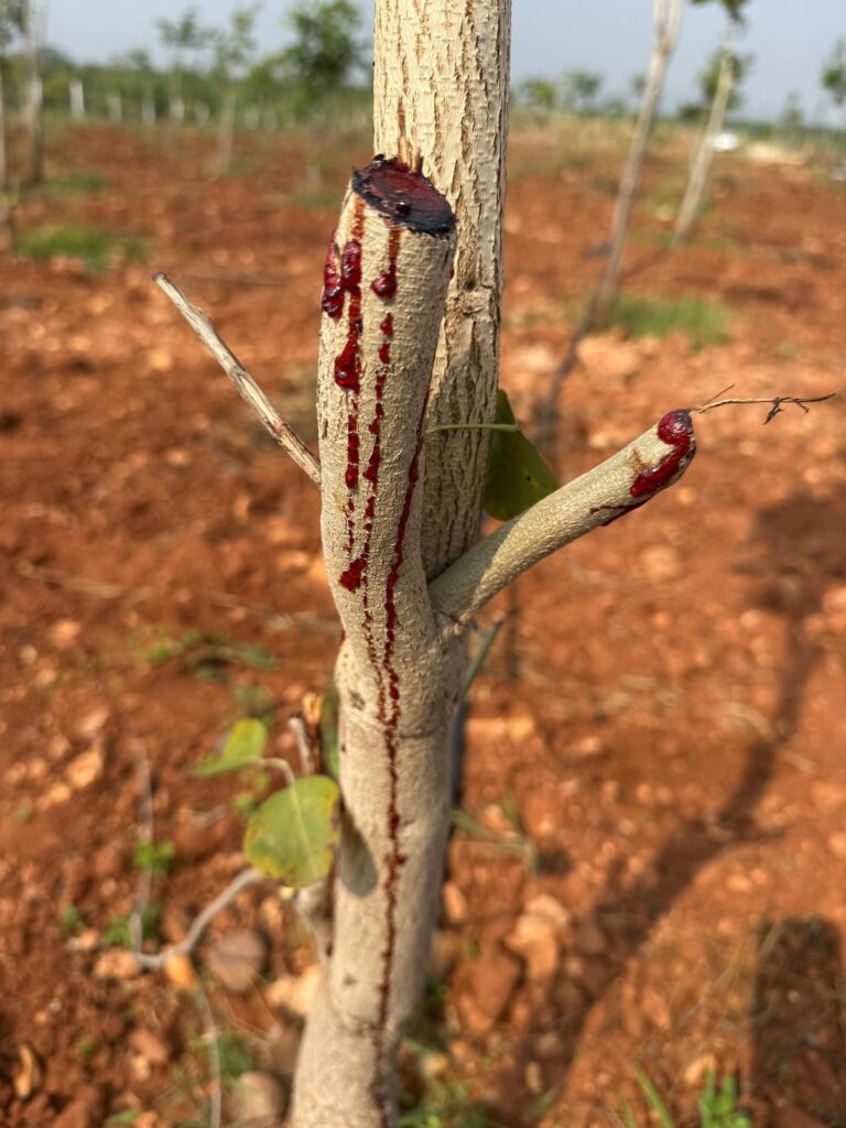 aparajitha-04
