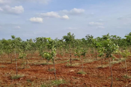 Red Sandalwood as an Investment: A Long-Term Opportunity with High Potential